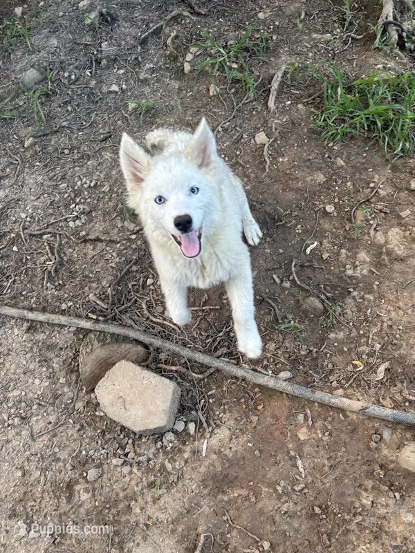 Ice – Pomsky puppy for sale in Rogersville, TN