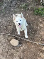 Ice, a male Pomsky for sale in Rogersville, TN – 1 of 1