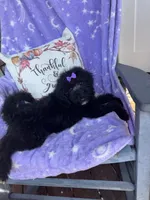 Maisie, a female Bernedoodle for sale in Rogersville, TN – 4 of 7