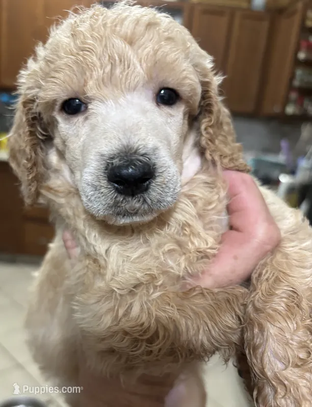 Jimmy – Poodle - Standard  puppy for sale in Rogersville, TN