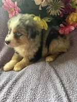 Patron, a male Miniature Australian Shepherd for sale in Rogersville, TN – 8 of 10