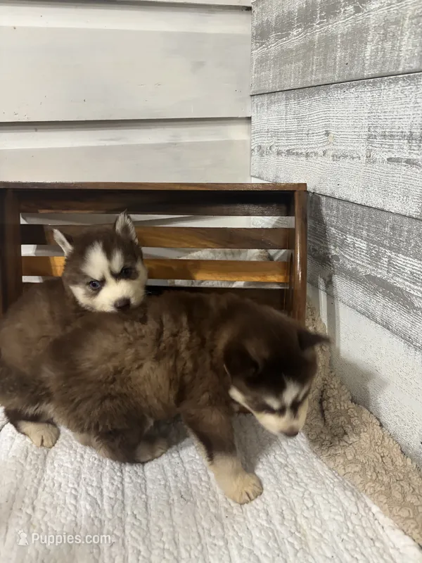 Lord Farquart – Siberian Husky puppy for sale in Rogersville, TN
