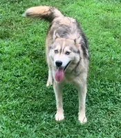 Nadia, a female Siberian Husky for sale in Rogersville, TN – Photo 2 of 4