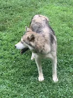 Nadia, a female Siberian Husky for sale in Rogersville, TN – Photo 4 of 4