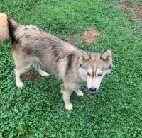 Nadia, a female Siberian Husky for sale in Rogersville, TN – Photo 3 of 4