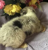 Cuervo, a female Miniature Australian Shepherd for sale in Rogersville, TN – 4 of 8