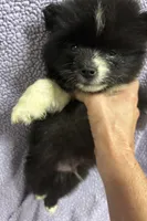 Coal, a male Pomsky for sale in Rogersville, TN – 2 of 5