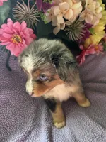 Margarita, a female Miniature Australian Shepherd for sale in Rogersville, TN – 2 of 6