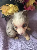 Tito, a male Miniature Australian Shepherd for sale in Rogersville, TN – 8 of 9