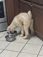 Sabrina, a female Poodle - Standard  for sale in Rogersville, TN – 6 of 8