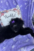 Maisie, a female Bernedoodle for sale in Rogersville, TN – 3 of 7