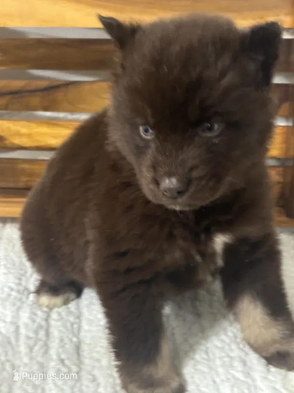Dragon – Siberian Husky puppy for sale in Rogersville, TN
