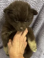 Cocoa, a male Pomsky for sale in Rogersville, TN – 3 of 7