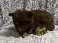 Cocoa, a male Pomsky for sale in Rogersville, TN – 4 of 7