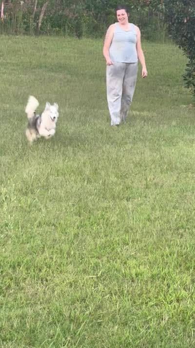 Nova , a male Miniature Australian Shepherd and Pomsky for sale in Rogersville, TN – 10 of 10