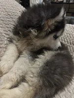 Denali, a male Siberian Husky for sale in Rogersville, TN – 5 of 10