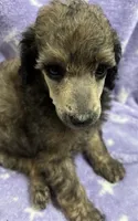 Gary, a male Poodle - Standard  for sale in Rogersville, TN – 1 of 8