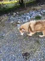Kuma, a male Siberian Husky for sale in Rogersville, TN – 6 of 6
