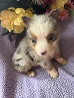 Tito, a male Miniature Australian Shepherd for sale in Rogersville, TN – 5 of 9