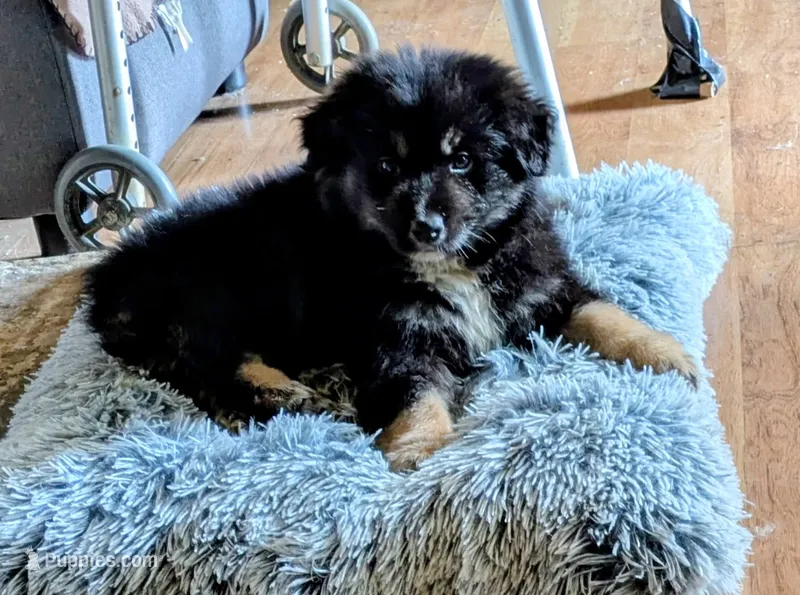 Bear – Miniature Australian Shepherd puppy for sale in Rogersville, TN