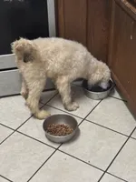 Sabrina, a female Poodle - Standard  for sale in Rogersville, TN – 4 of 8