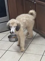 Sabrina, a female Poodle - Standard  for sale in Rogersville, TN – 3 of 8