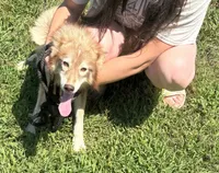 Phoebe, a female Siberian Husky for sale in Rogersville, TN – 2 of 7