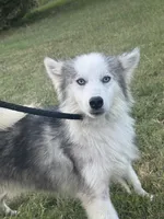 Nova , a male Miniature Australian Shepherd and Pomsky for sale in Rogersville, TN – 3 of 10