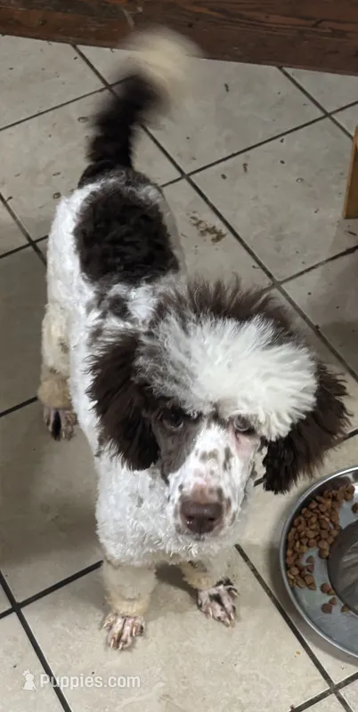 Dottie – Poodle - Standard  puppy for sale in Rogersville, TN