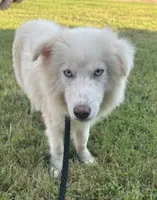 Frost, a male Pomsky for sale in Rogersville, TN – 2 of 6