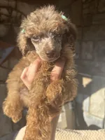 Baby, a female Poodle - Standard  for sale in Rogersville, TN – 3 of 10