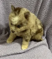 Cosmo, a male Pomsky for sale in Rogersville, TN – 3 of 8