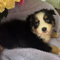 Tequila, a male Miniature Australian Shepherd for sale in Rogersville, TN – 8 of 9