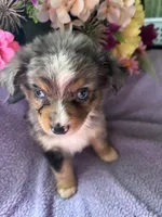 Margarita, a female Miniature Australian Shepherd for sale in Rogersville, TN – 6 of 6