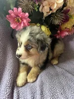 Patron, a male Miniature Australian Shepherd for sale in Rogersville, TN – 4 of 10