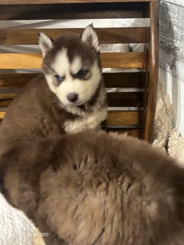 Prince Charming – Siberian Husky puppy for sale in Rogersville, TN