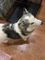Sophie, a female Siberian Husky for sale in Rogersville, TN – 2 of 8