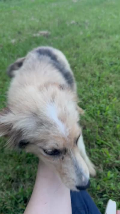Nikita, a female Alaskan Malamute and Miniature Australian Shepherd for sale in Rogersville, TN – 4 of 4