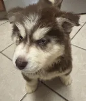 Atticus, a male Siberian Husky for sale in Rogersville, TN – Photo 3 of 5