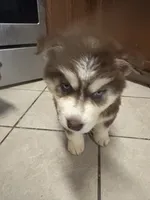 Atticus, a male Siberian Husky for sale in Rogersville, TN – Photo 4 of 5