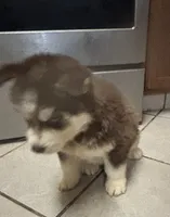 Atticus, a male Siberian Husky for sale in Rogersville, TN – Photo 5 of 5