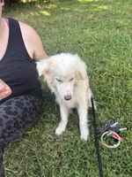 Frost, a male Pomsky for sale in Rogersville, TN – 4 of 6