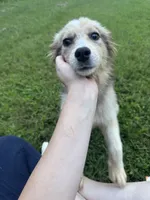 Nikita, a female Alaskan Malamute and Miniature Australian Shepherd for sale in Rogersville, TN – 3 of 4