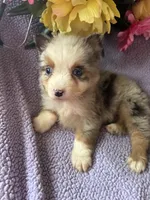 Tito, a male Miniature Australian Shepherd for sale in Rogersville, TN – 4 of 9