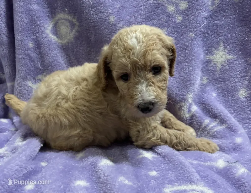 Sally – Poodle - Standard  puppy for sale in Rogersville, TN