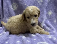 Sally, a female Poodle - Standard  for sale in Rogersville, TN – 1 of 10