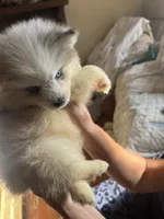 Ellee May, a female Pomsky for sale in Rogersville, TN – 7 of 8