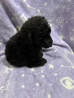 Gillian, a female Poodle - Standard  for sale in Rogersville, TN – 7 of 9