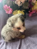 Cuervo, a female Miniature Australian Shepherd for sale in Rogersville, TN – 7 of 8