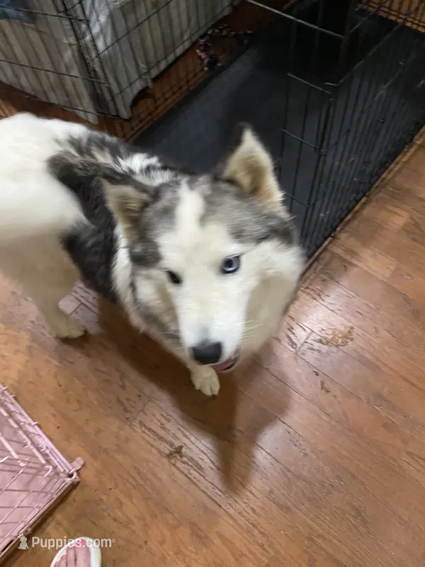 Sophie – Siberian Husky puppy for sale in Rogersville, TN